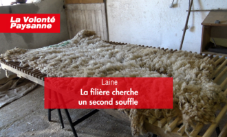 une tonte de laine étalée sur une table de tri