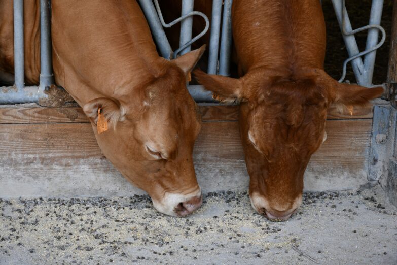 Deux limousines mangent l'aliment unique développé pour Versoa