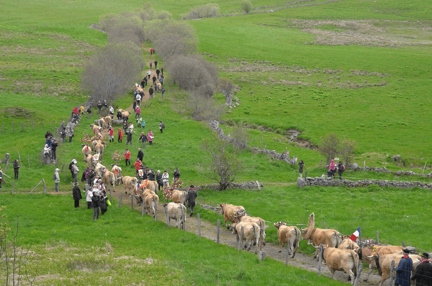 L'élevage Bonal en route vers la montagne de Fontanille.